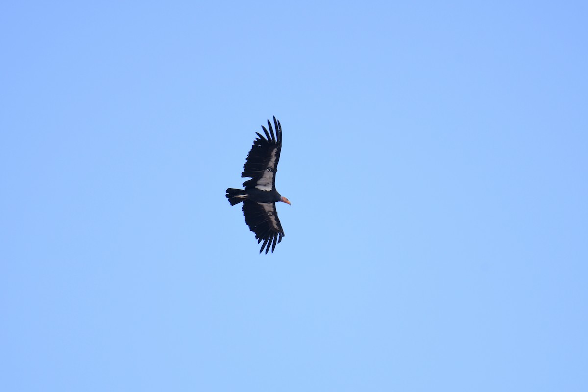 California Condor - ML619769474