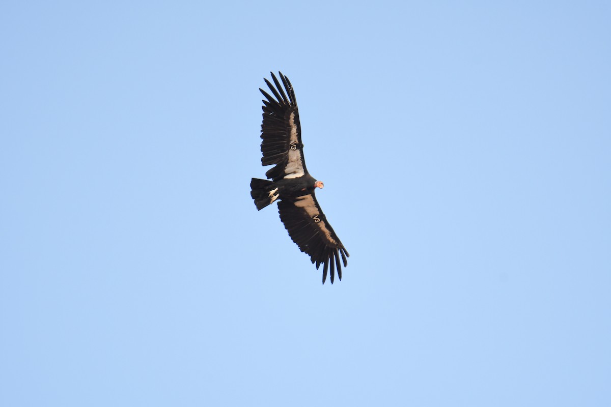 California Condor - ML619769476