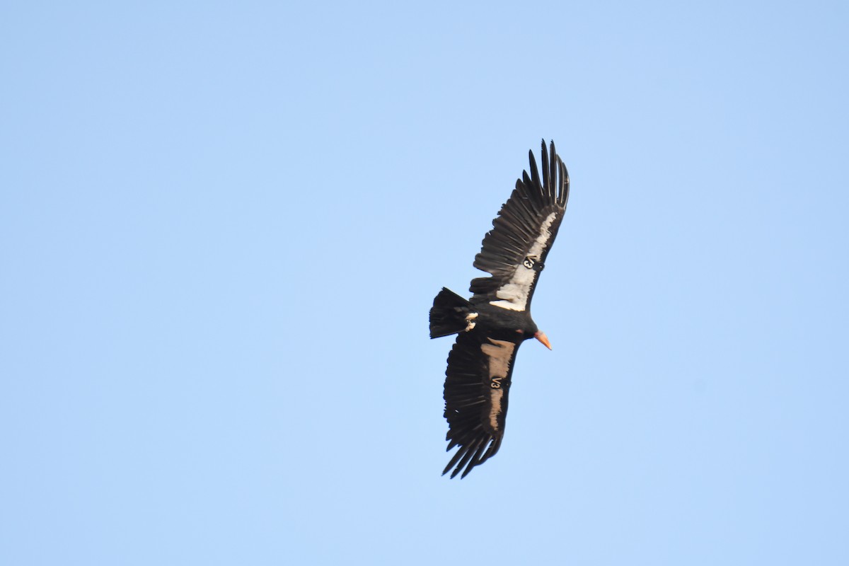 California Condor - ML619769477