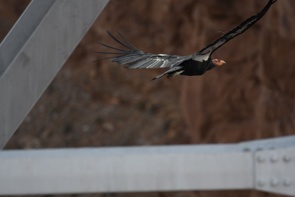 California Condor - ML619769479