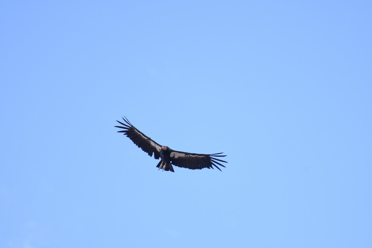 California Condor - ML619769480