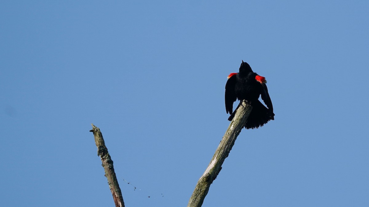 Red-winged Blackbird - ML619769632
