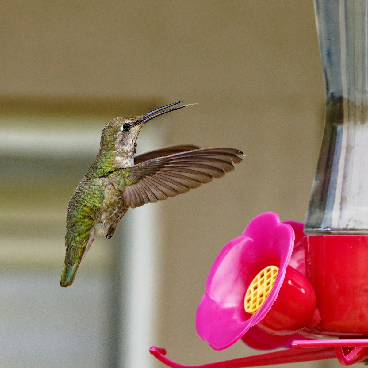 Anna's Hummingbird - ML619769639