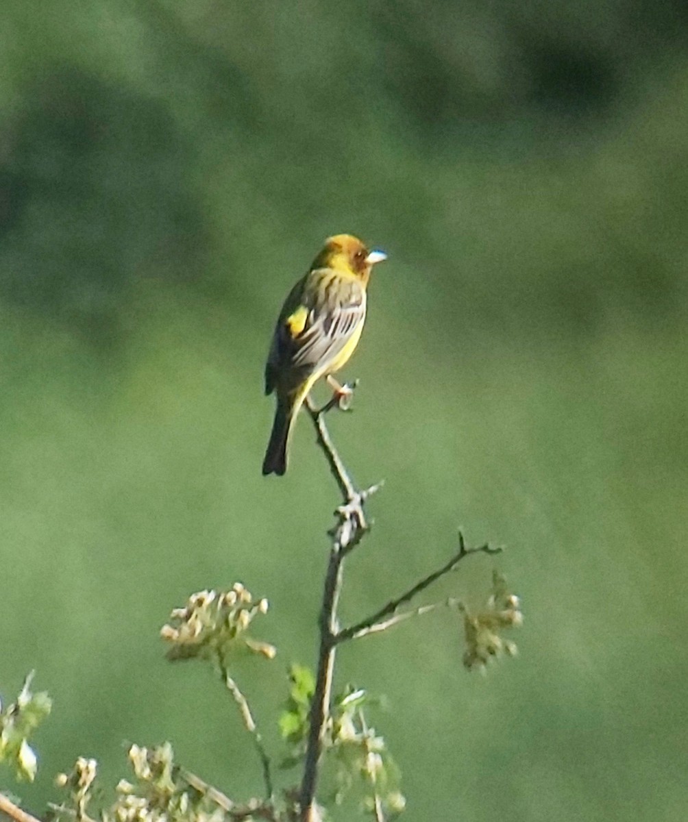 Red-headed Bunting - ML619769751