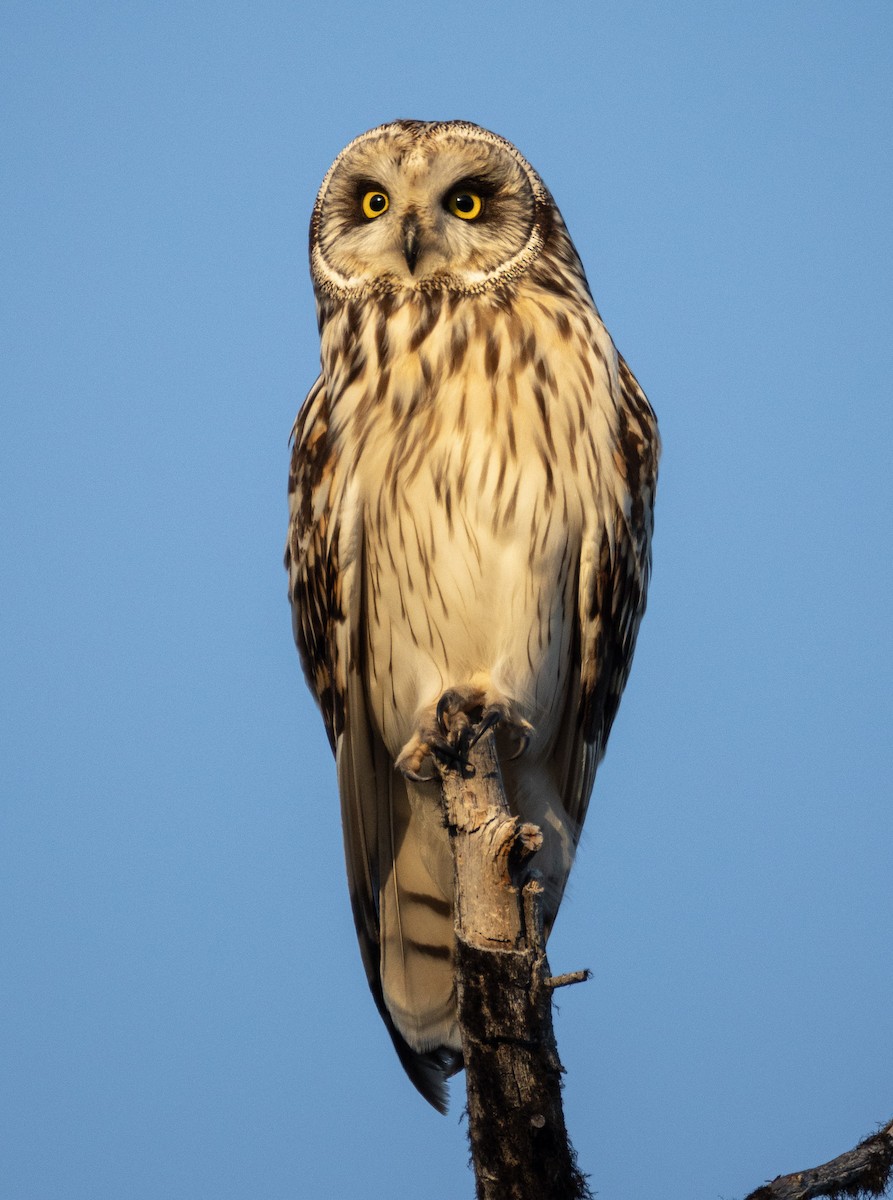 Short-eared Owl - ML619769850