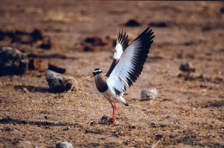 Crowned Lapwing - ML619769851