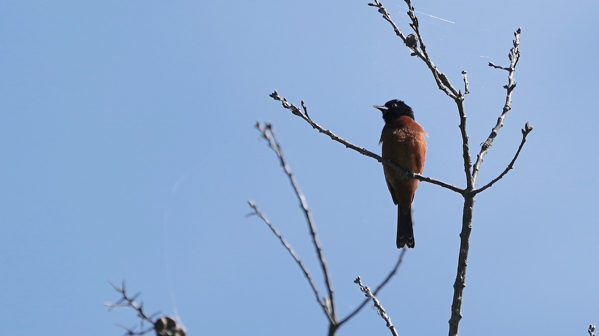 Orchard Oriole - ML619769868