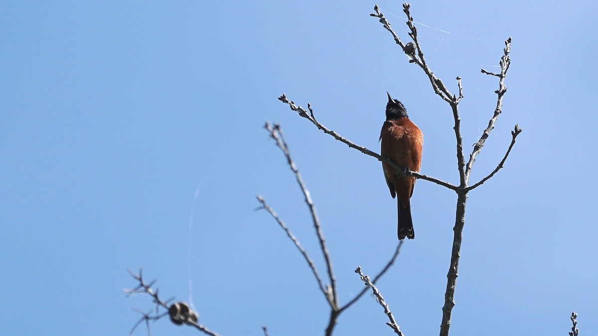 Orchard Oriole - ML619769870