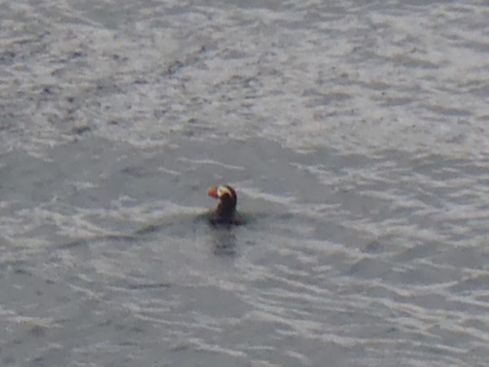 Tufted Puffin - ML619769892