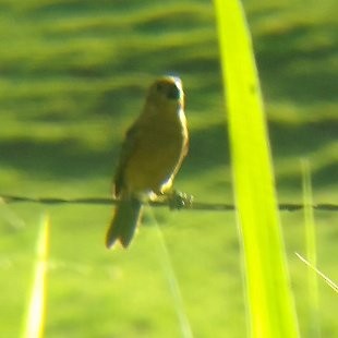 White-bellied Seedeater - ML619770046