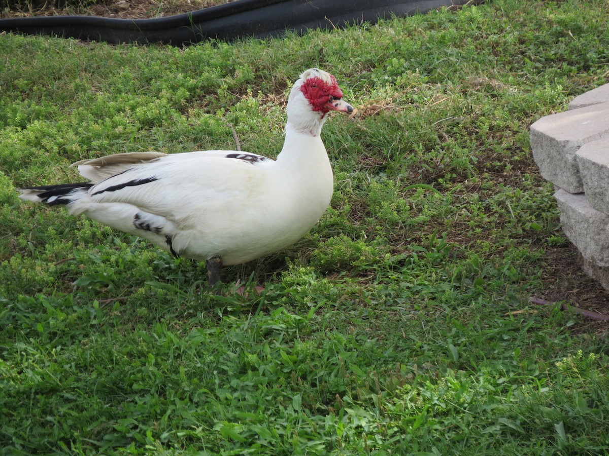 Muscovy Duck (Domestic type) - ML619770055