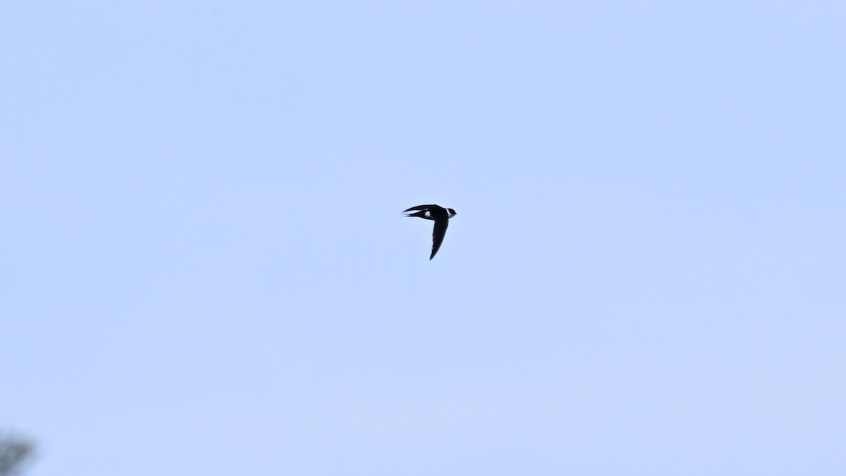 Lesser Swallow-tailed Swift - ML619770112