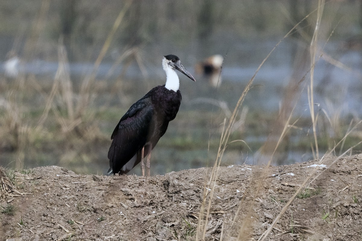 Asian Woolly-necked Stork - ML619770125