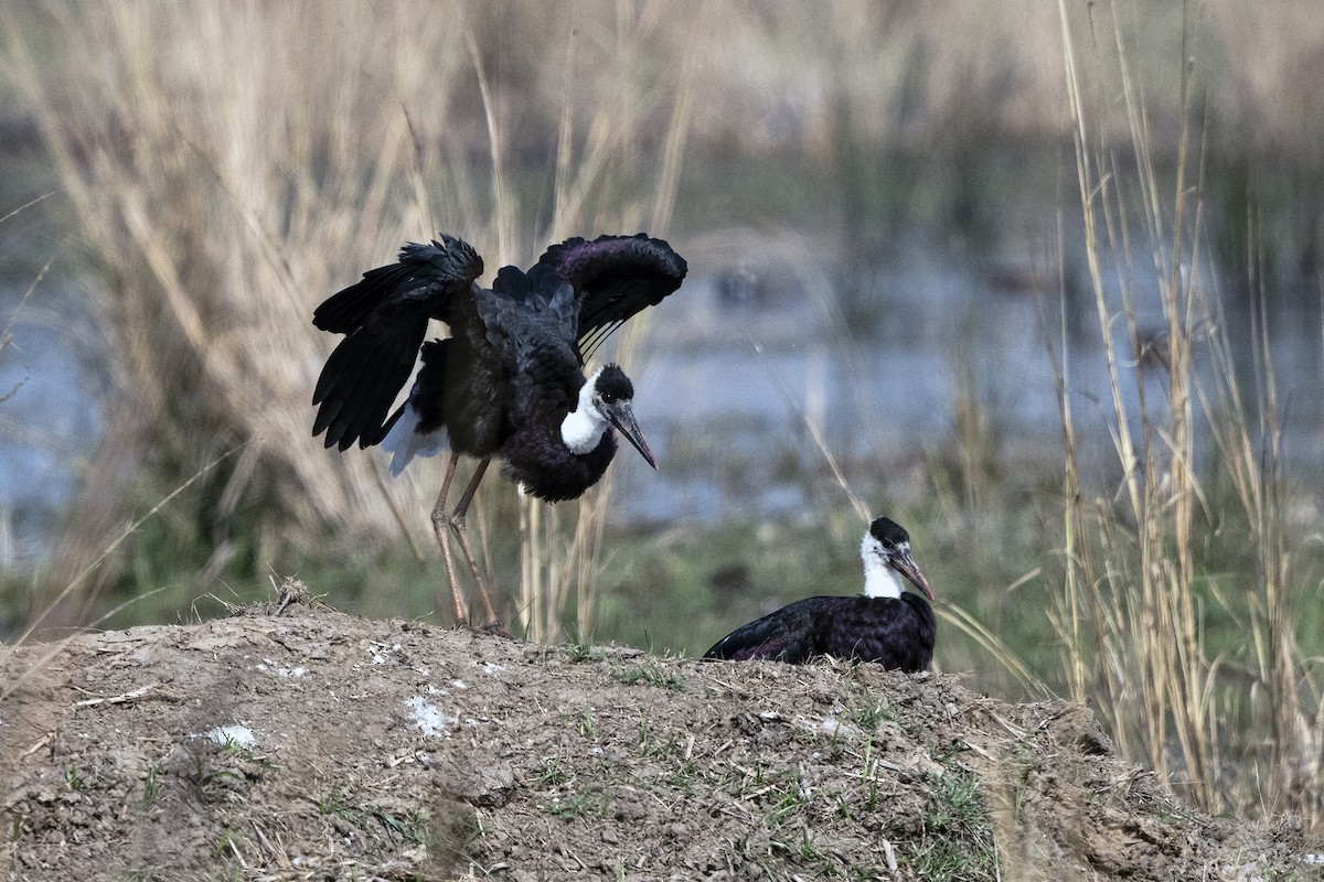 Asian Woolly-necked Stork - ML619770140