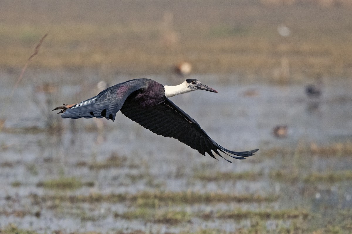 Asian Woolly-necked Stork - ML619770149