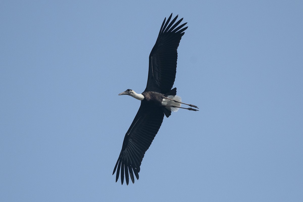 Asian Woolly-necked Stork - ML619770189