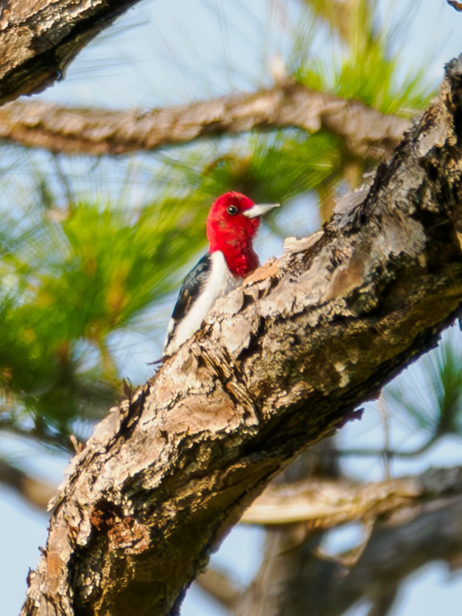 Red-headed Woodpecker - ML619770199