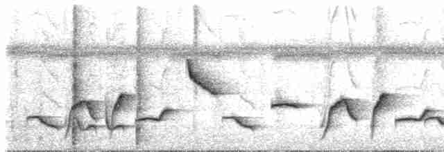 Troglodyte à ailes blanches - ML619770207