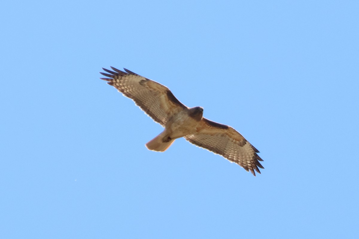 Red-tailed Hawk - ML619770222