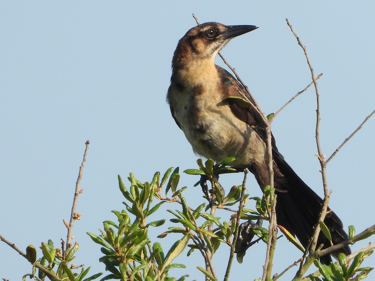 Boat-tailed Grackle - ML619770347