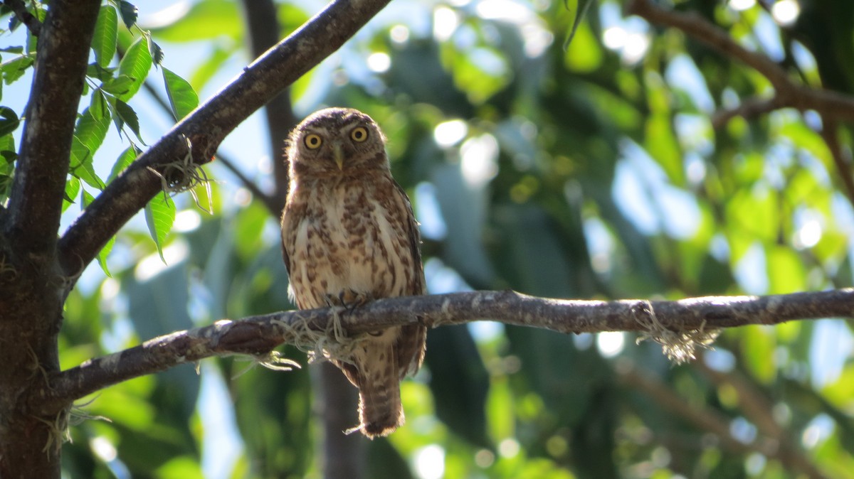 Cuban Pygmy-Owl - ML619770381