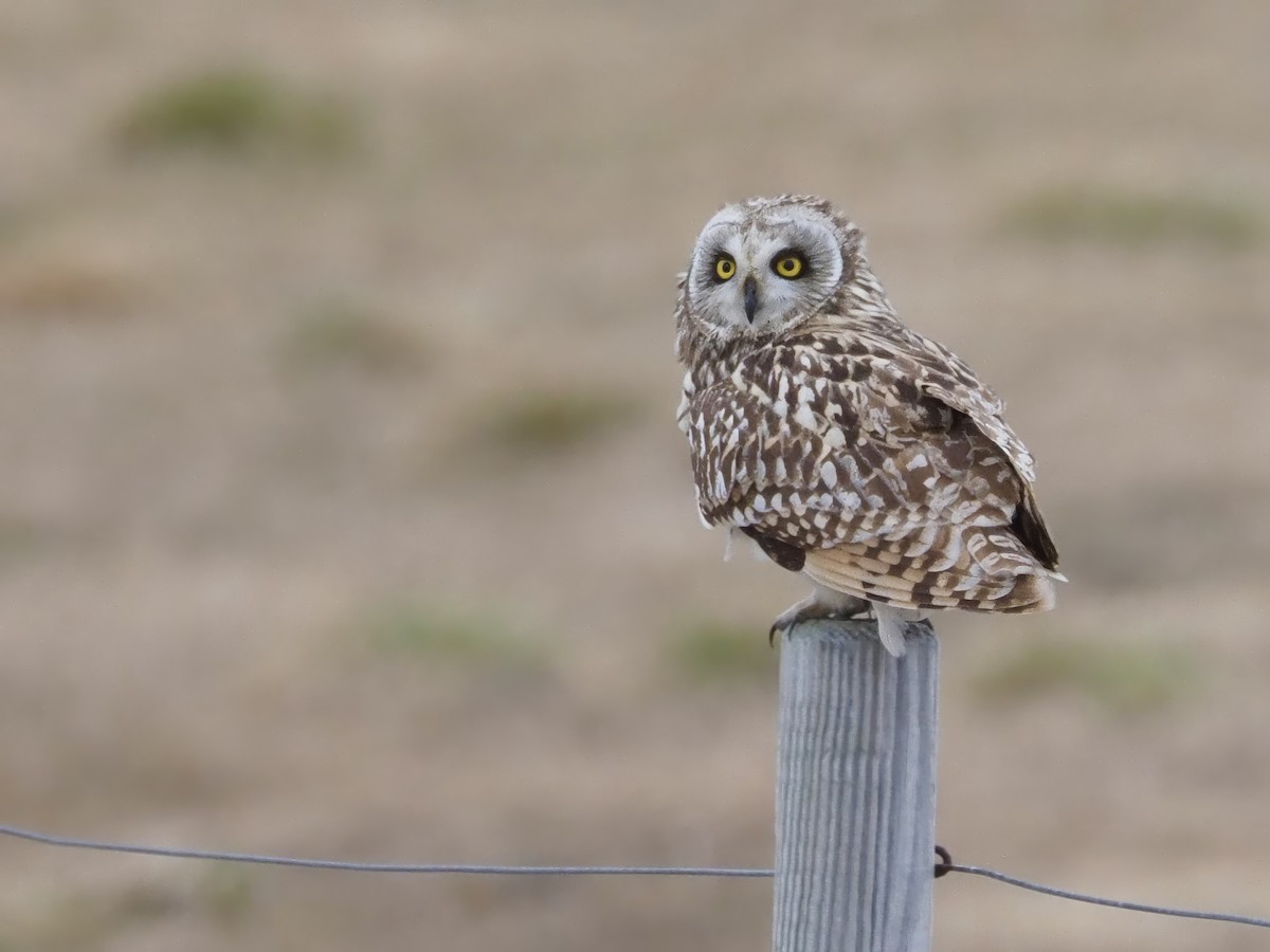 Short-eared Owl - ML619770445