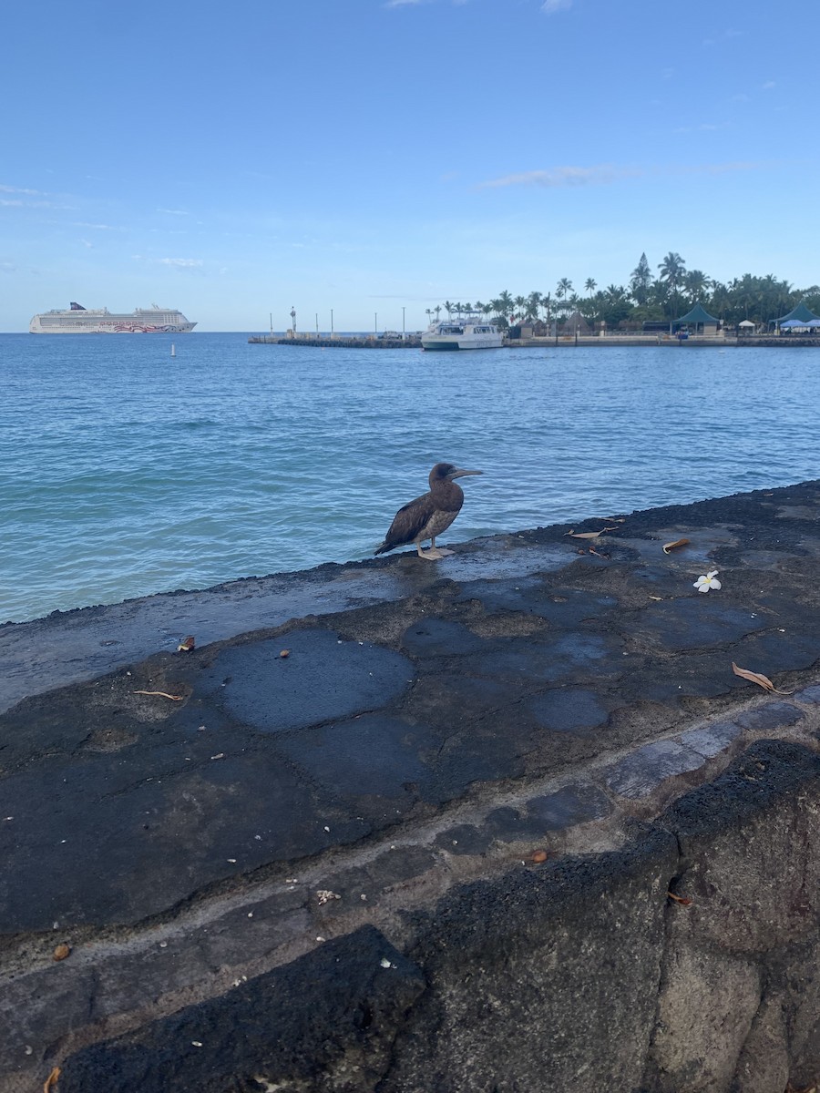 Brown Booby - ML619770458