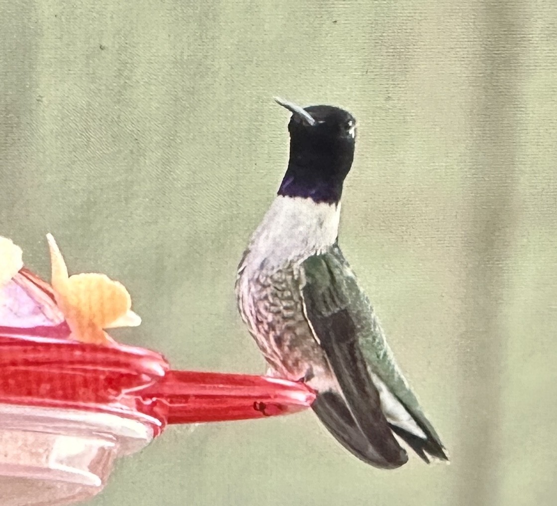 Black-chinned Hummingbird - ML619770466