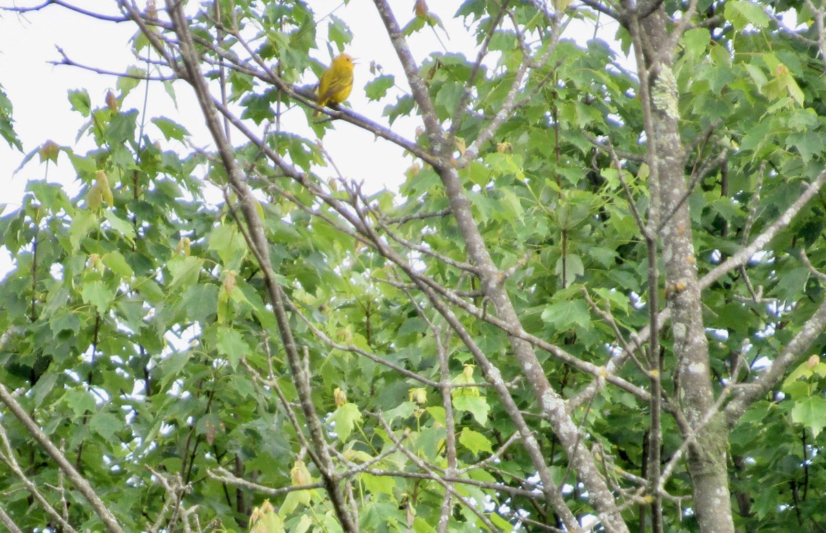 Yellow Warbler - ML619770471