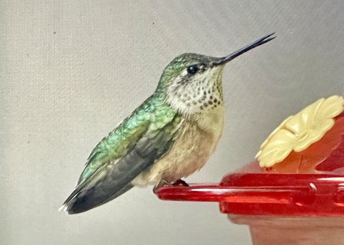 Calliope Hummingbird - ML619770509