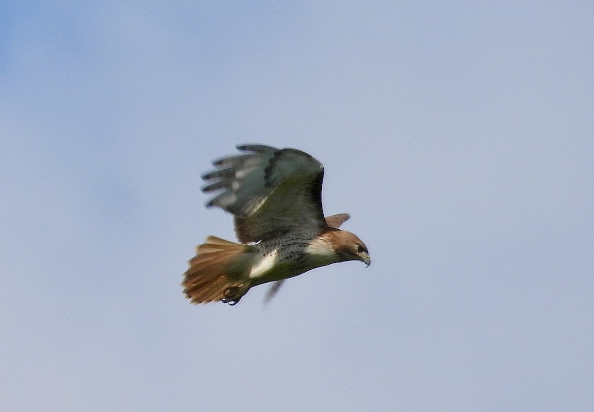 Red-tailed Hawk - ML619770701