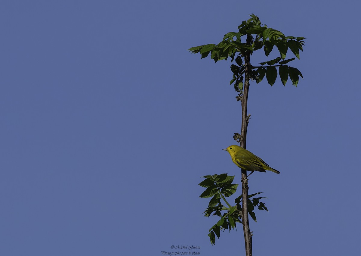 Yellow Warbler - ML619770723