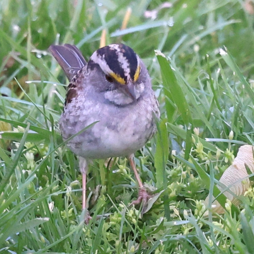 White-throated Sparrow - ML619770736