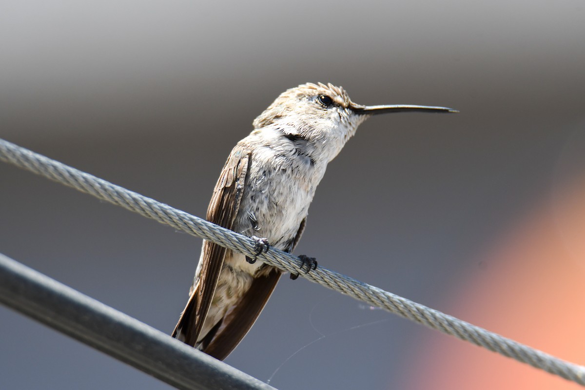 Costa's Hummingbird - ML619770754