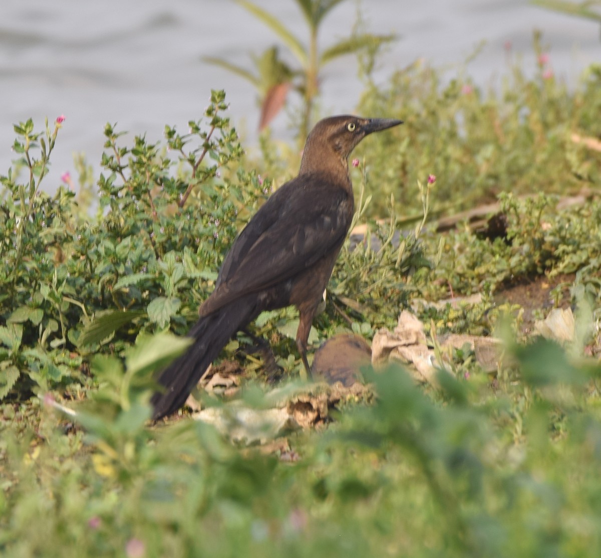 Great-tailed Grackle - ML619770791