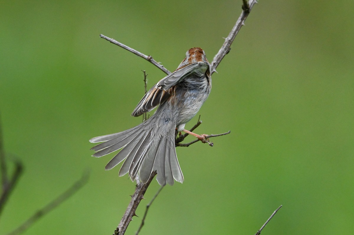 Field Sparrow - ML619770803
