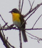 Yellow-breasted Chat - ML619770845