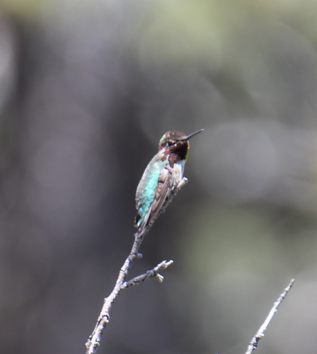 Anna's Hummingbird - ML619770850