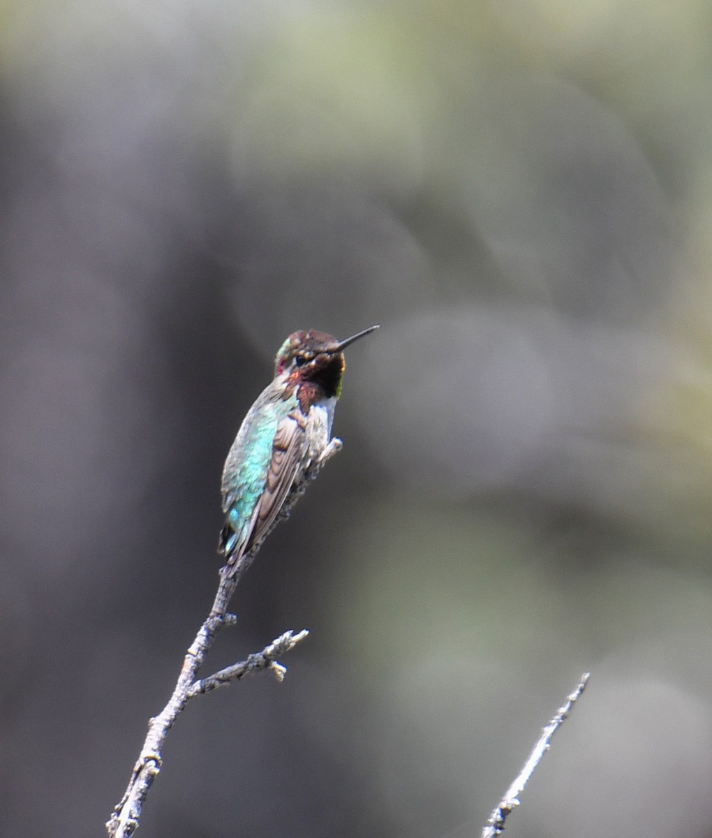 Anna's Hummingbird - ML619770851