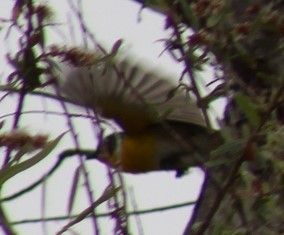 Yellow-breasted Chat - ML619770854