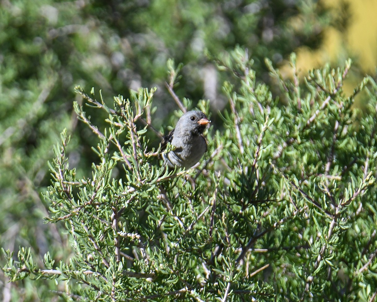 Black-chinned Sparrow - ML619770915