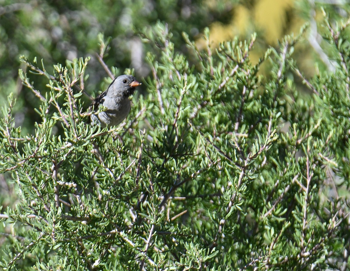 Black-chinned Sparrow - ML619770916