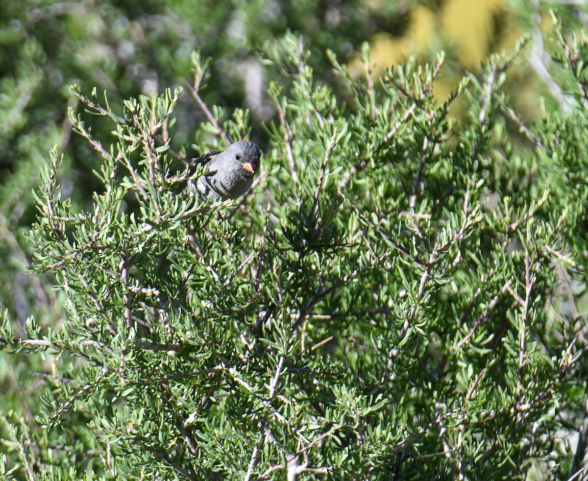 Black-chinned Sparrow - ML619770917