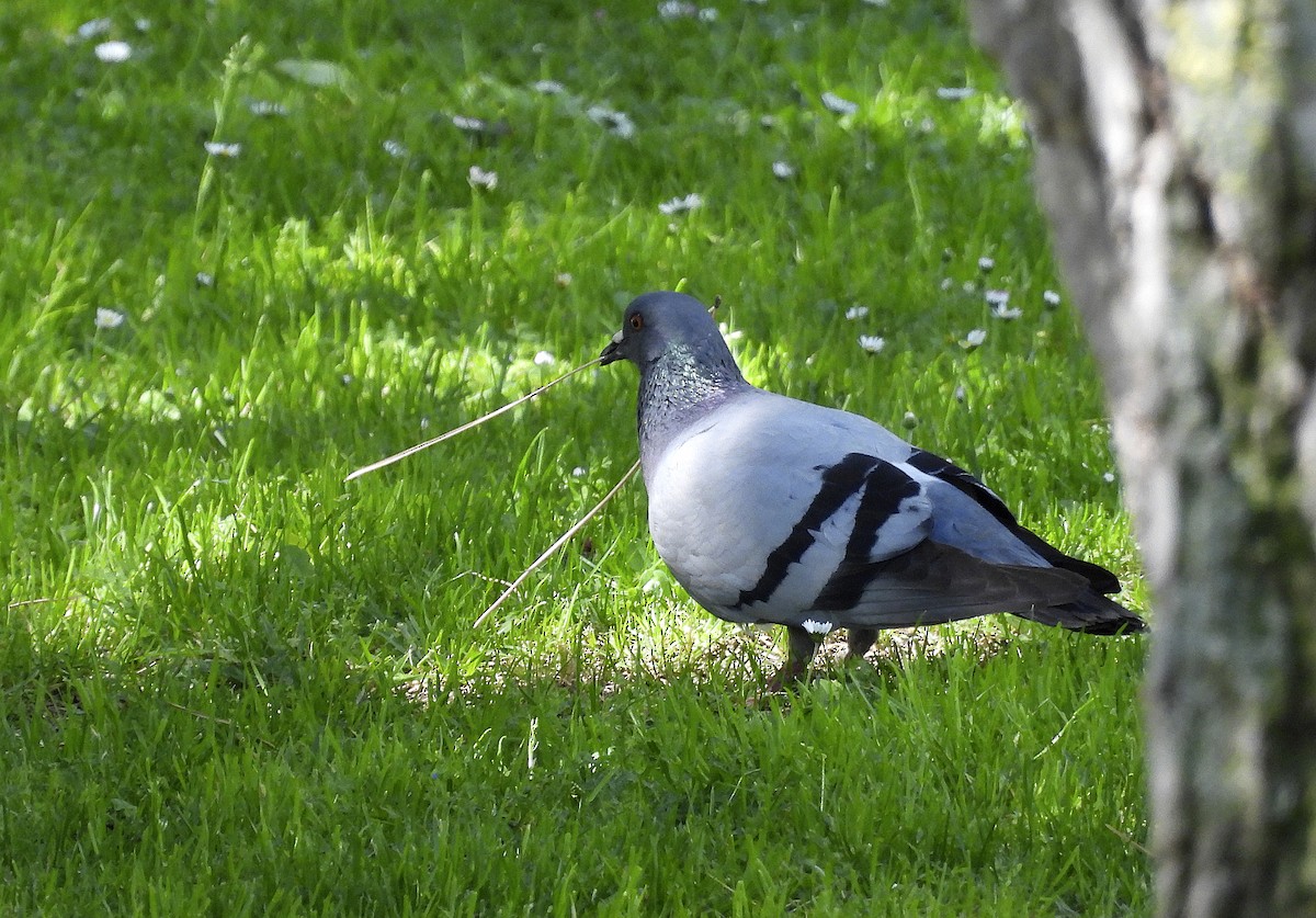Rock Pigeon (Feral Pigeon) - ML619771089