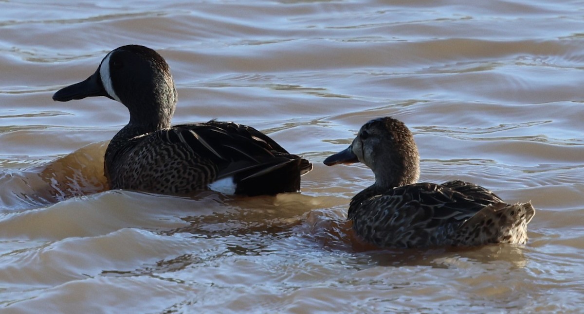 Blue-winged Teal - ML619771176