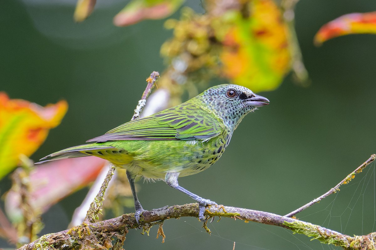 Spotted Tanager - ML619771220