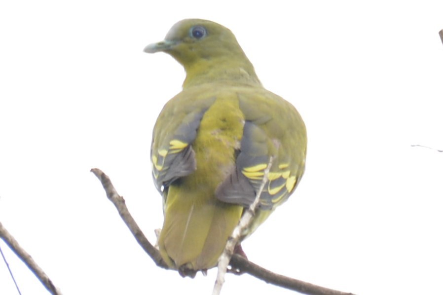 Yellow-footed Green-Pigeon - ML619771237