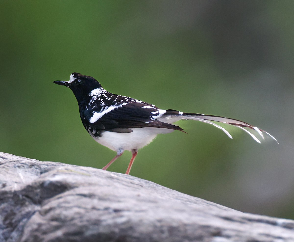Spotted Forktail - ML619771241