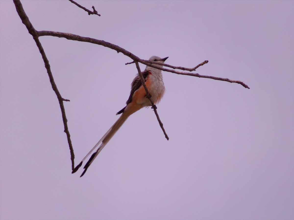 Scissor-tailed Flycatcher - ML619771270