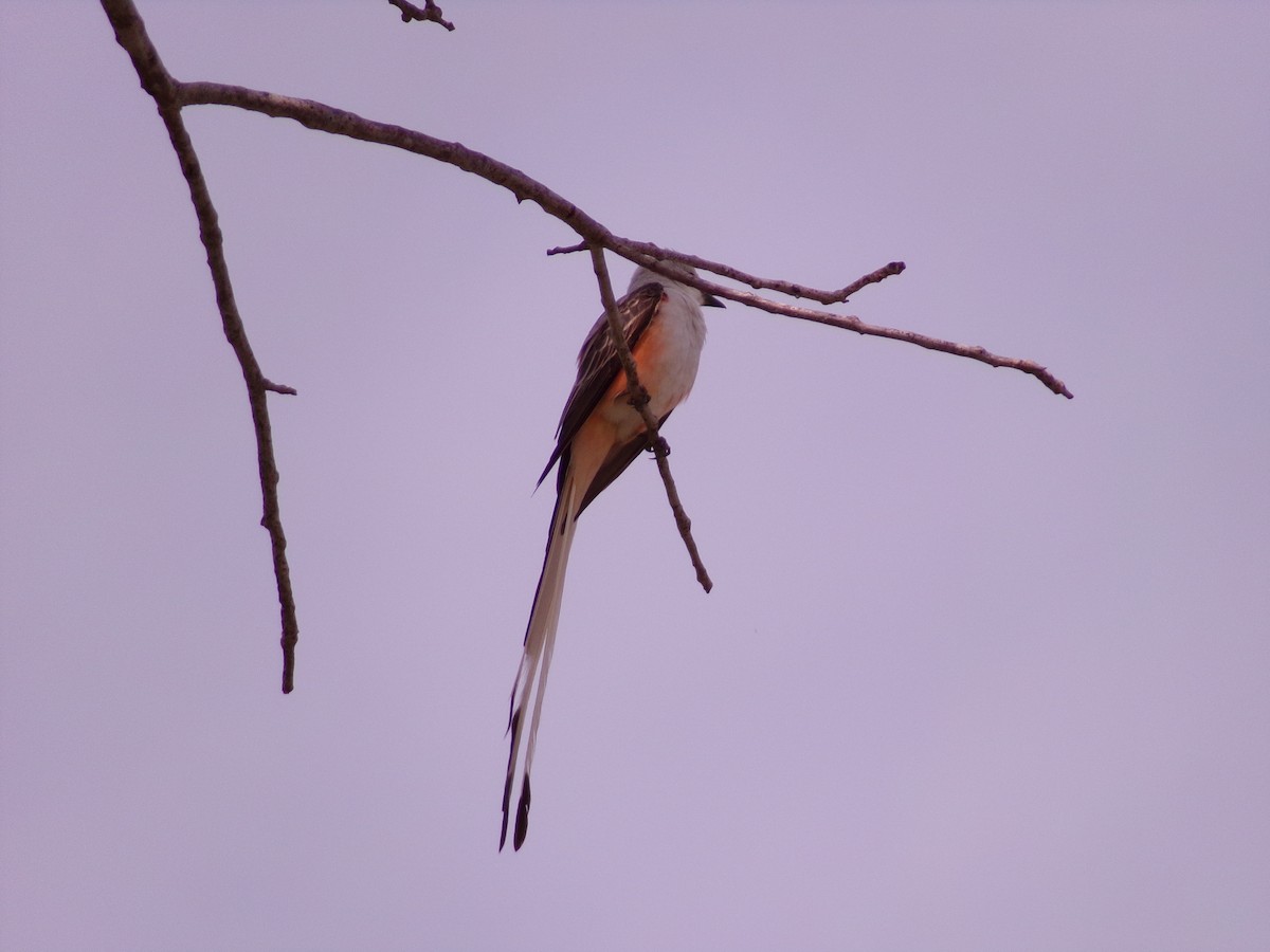 Scissor-tailed Flycatcher - ML619771271